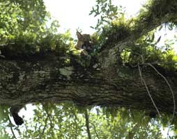 Florida Panther