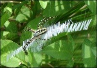 Golden orb weaver