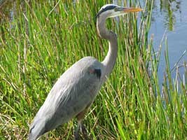 Great Blue Heron