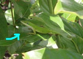 Green Anole