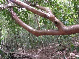 Gumbo Limbo