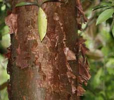 Gumbo Limbo Bark