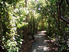 Gumbo Limbo Trail