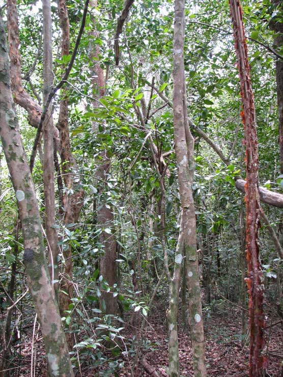 Hardwood Hammock - Everglades National Park (U.S. National Park Service)