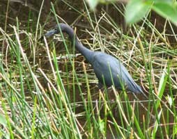 Little Blue Heron