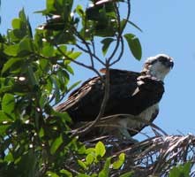 Osprey