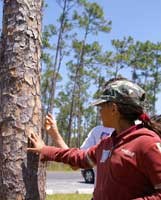 Touching pine bark