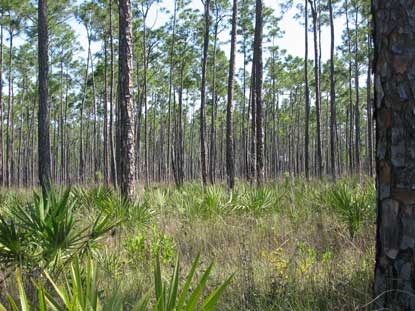 The Pine Rocklands