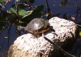 Red-bellied Turtle