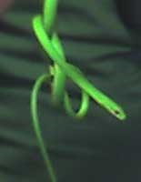 Rough Green Snake