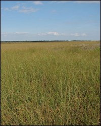 Sawgrass prairie
