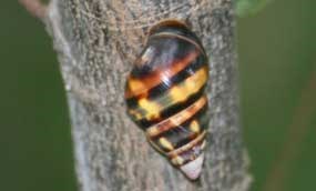 Tree Snail