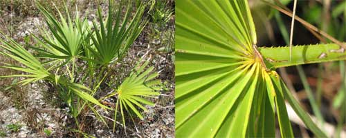 saw palmettos