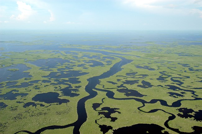 A series of winding waterways surrounded by green tree islands