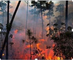 Prescribed fire burning in the pinelands