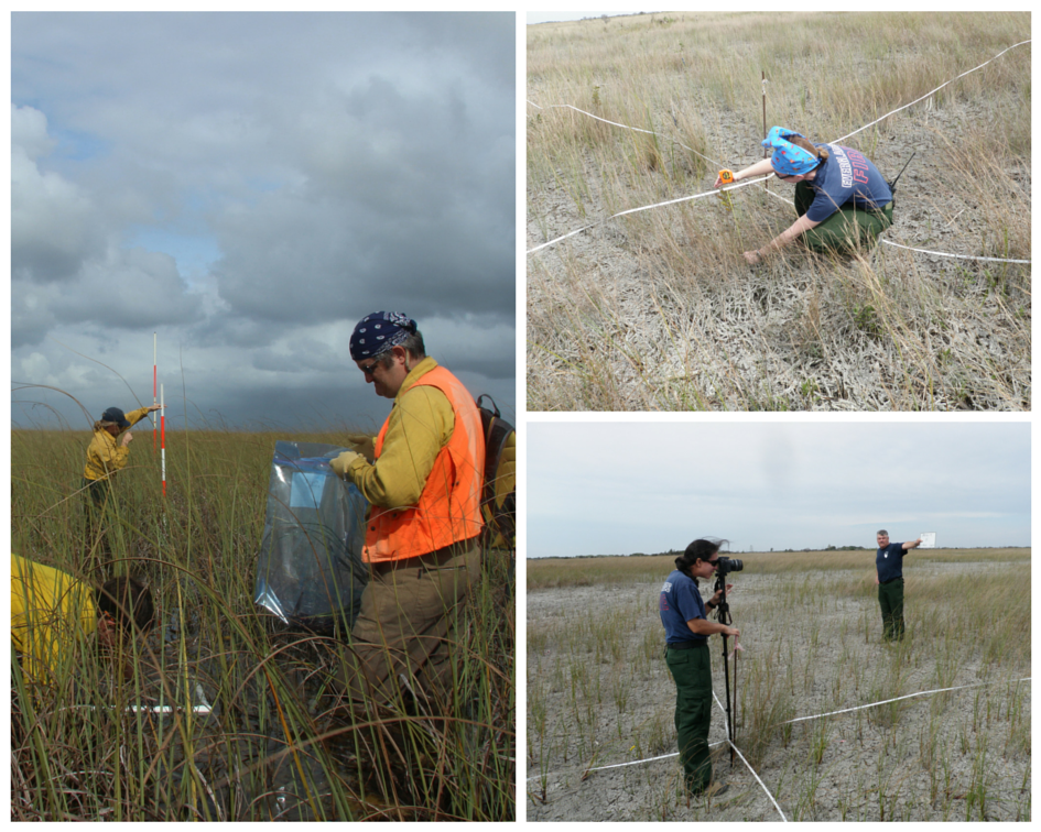 Everglades Fire and Missoula Fire Lab staff
collecting biomass samples in East Everglades 5
prescribed fire unit.