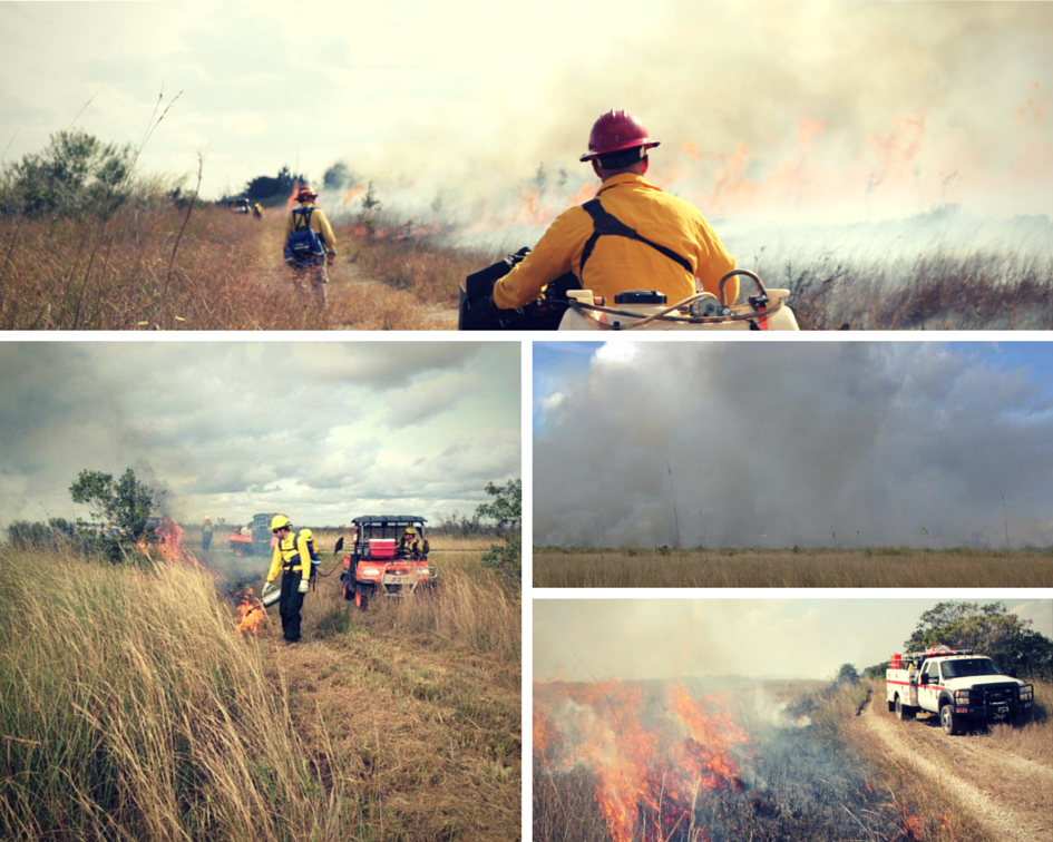 Photo collage of a prescribed fire in east everglades 5 and hole in the donut west.