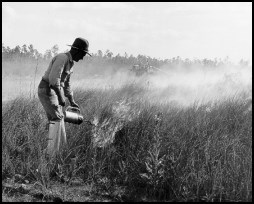 Historic photo of firefighter igniting prescribed fire
