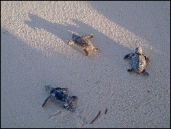 Three sea turtle hatchlings making their way to the sea