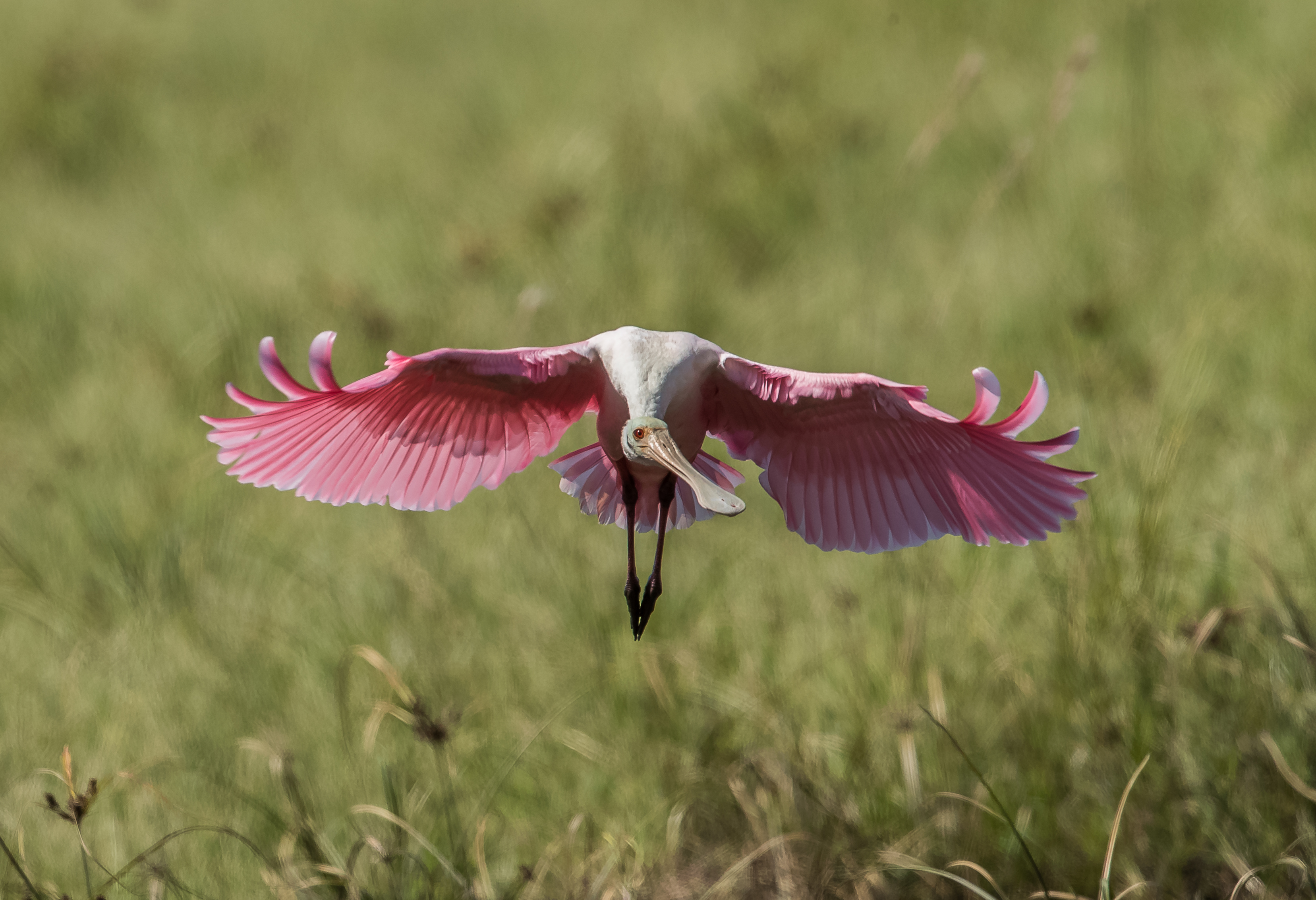 Beautiful birds of Everglades National Park in their natural wetland habitat