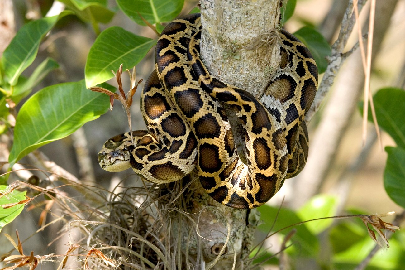 A brown and yellow snake is wrapped around a tree