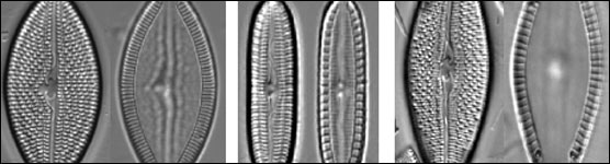 Sampling of Diatoms