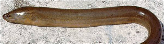 Swamp Eel