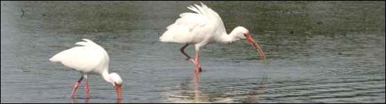 White Ibis Feeding