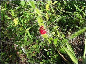 Acanthocereus tetragonus