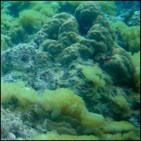 Algae Growing over a Coral Reef