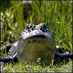 American alligator