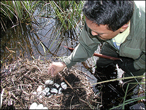 NPS biologist surveying an alligator nest