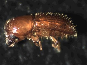 Ambrosia beetle