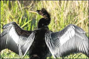 Anhinga spreading its wings to dry