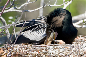 Anhinga: Species Profile - Everglades National Park (U.S. National Park Service)