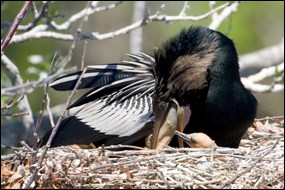 Adult male anhinga feeding chicks