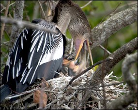 Anhinga feeding young