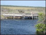 View of Anhinga Trail