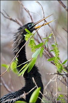 Anhinga gathering nesting material