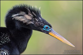 Anhinga in breeding plumage