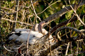 Immature anhingas