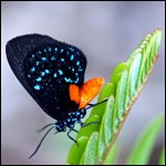 Atala butterfly