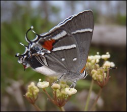 Bartram's scrub-hairstreak