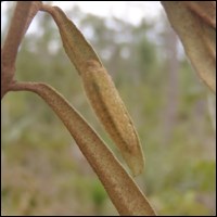 Bartram's scrub-hairstreak late instar