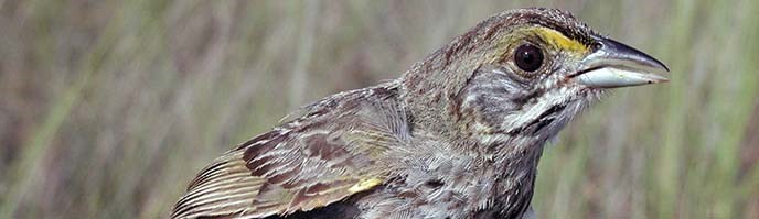 BIR Cape Sable Seaside Sparrow (2), NPSPhoto