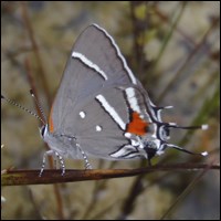 Bartram's scrub-hairstreak