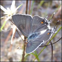 Bartram's scrub-hairstreak Bartram's scrub-hairstreak
