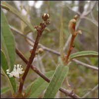 Bartram's scrub-hairstreak instar