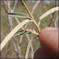 Bartram's scrub-hairstreak larva