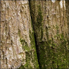 Black ironwood